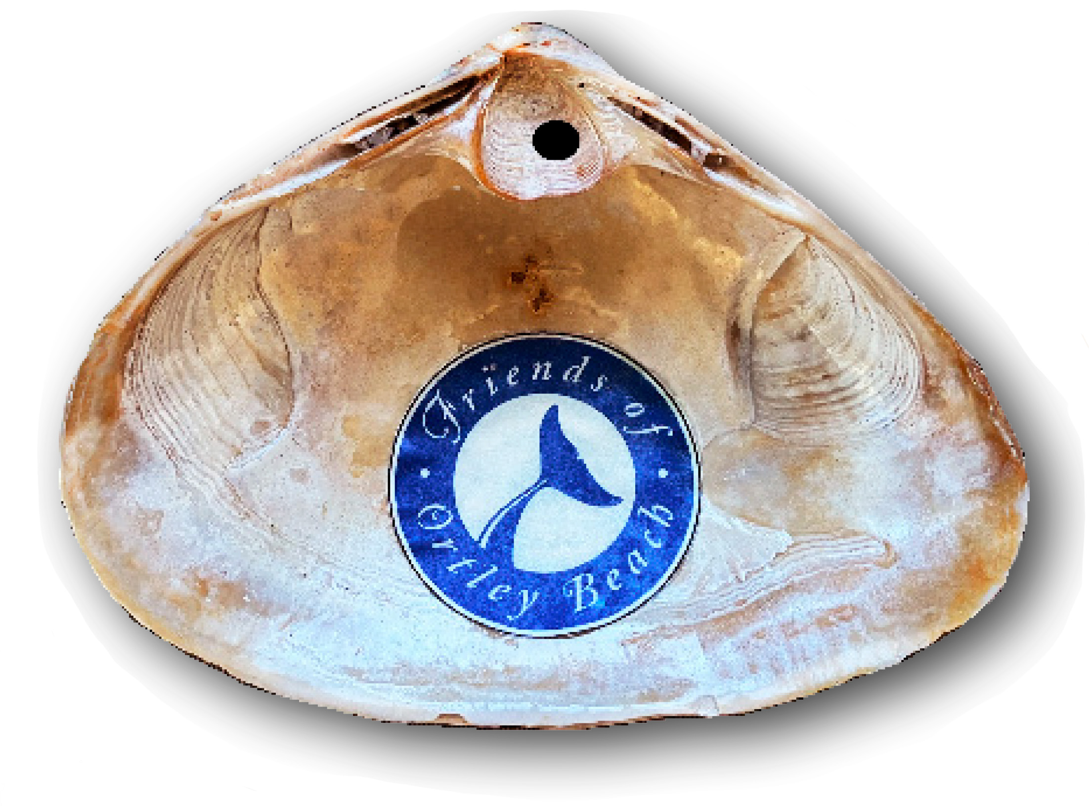 Shell for decorating